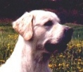 Kinley - C-Wurf