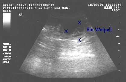 Das Ultraschallbild eines Welpen in seiner Fruchth&uuml;lle