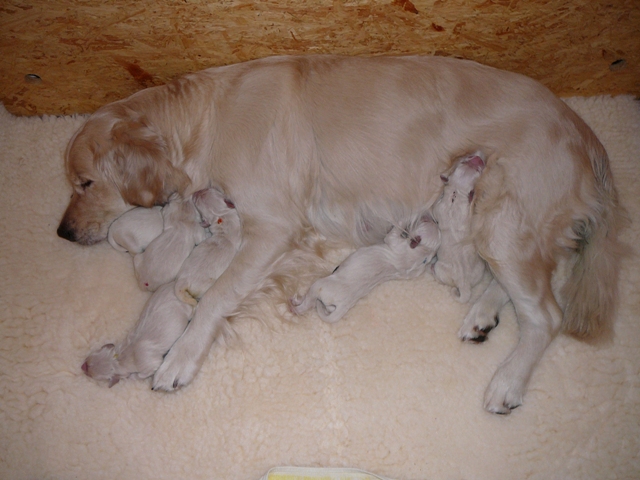 Lillis E-Babys, 5 Rüden und eine Hündin.