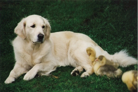 Annie hat unsere 3 jungen Gänse sofort adoptiert und die 3 haben sie geliebt :)