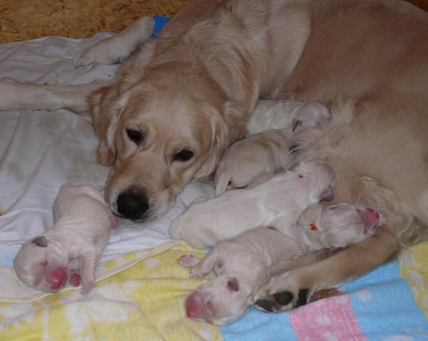 Lilli mit ihren ersten Welpen 2010