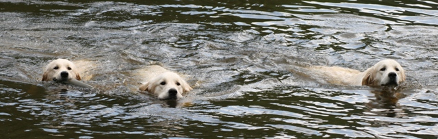 Wasserhunde