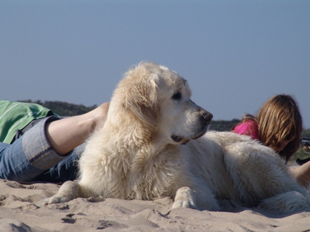 Am Strand 2011