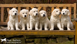 Golden Retriever behind the picket fence