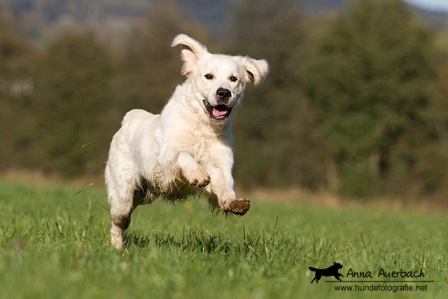 Charly 1,5 Jahre alt