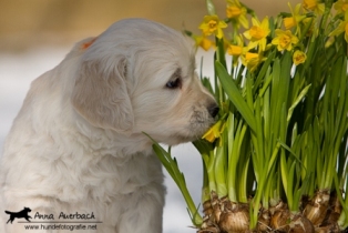 Enzo schnuppert den Frühling ;)