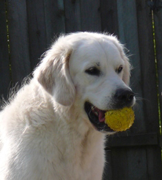 Enzo und SEIN Ball ;)