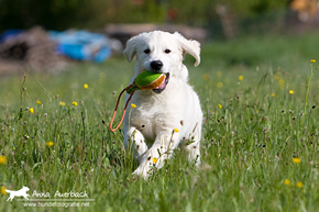 Enzo im Mai 2010