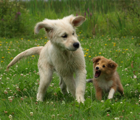 Fenja mit Sheltiefreund