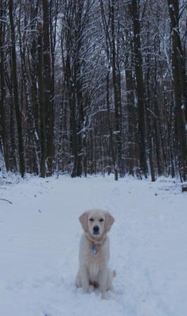 Fenja im Schnee