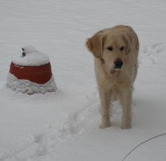 Lilli im Schnee