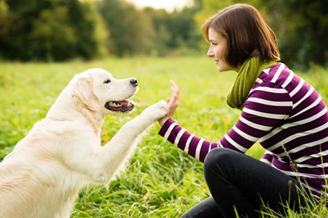 Golden Retriever