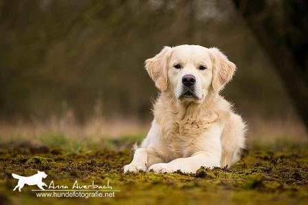 Golden Retriever behind the picket fence