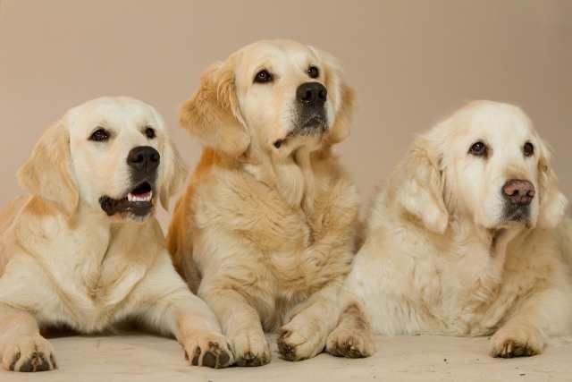 Joe, Lilli und Daika Okt.2011